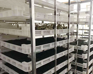 海參冷庫設(shè)計建造方案,100平米海參冷凍庫造價標(biāo)準(zhǔn)參考